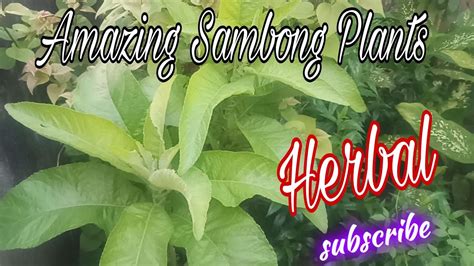 how many leaves of sambong to boil